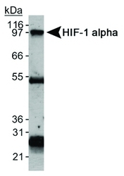 NB100-123B - HIF1A / HIF1 alpha