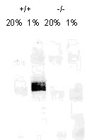 NB100-123B - HIF1A / HIF1 alpha