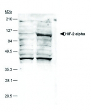 NB100-132H - HIF2A / HIF2 alpha