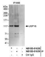 NB100-81638 - USP16