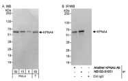 NB100-81651 - KPNA4 / Importin alpha-4