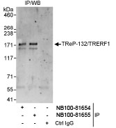NB100-81654 - TRERF1