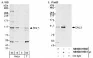 NB100-81660 - DNA ligase 3