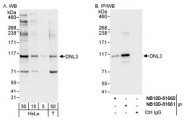NB100-81661 - DNA ligase 3