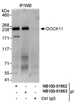 NB100-81662 - DOCK11
