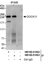 NB100-81663 - DOCK11