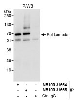 NB100-81665 - DNA polymerase lambda