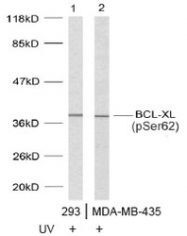 NB100-81814 - Bcl-2-like 1