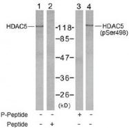 NB100-81953 - HDAC5