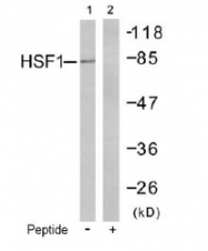 NB100-81966 - Heat shock factor 1 / HSF1