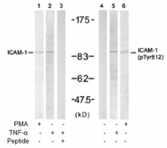 NB100-81977 - CD54 / ICAM1