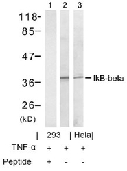 NB100-81988 - NFKBIB / IKBB