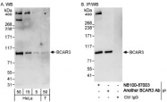 NB100-87003 - BCAR3 / SH2D3B