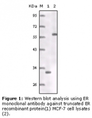 NB110-87054 - Estrogen receptor alpha