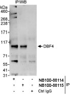 NB100-88115 - DBF4 / ASK