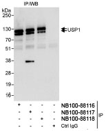 NB100-88116 - USP1