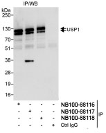 NB100-88117 - USP1