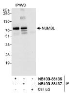 NB100-88137 - Numb-like protein / NUMBL