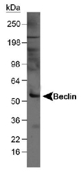 NB500-249H - Beclin-1