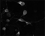 NB100-91270 - Rho
