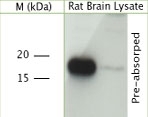 NB100-91352 - VAMP-2 / Synaptobrevin-2