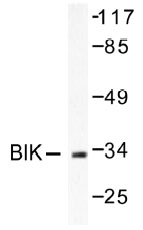 NB100-91678 - BIK