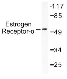 NB100-91758 - Estrogen receptor alpha