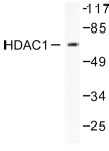 NB100-91800 - HDAC1