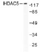 NB100-91803 - HDAC5