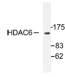 NB100-91805 - HDAC6