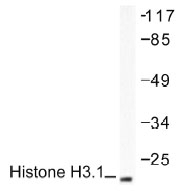 NB100-91814 - Histone H3.1