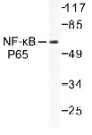 NB100-91893 - RELA / NF-kB p65