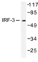 NB100-92173 - IRF3