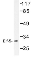 NB100-92411 - ELF5 / ESE2