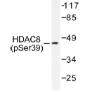 NB100-92546 - HDAC8