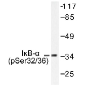 NB100-92563 - NFKBIA / IKBA