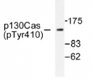 NB100-92699 - BCAR1 / CRKAS