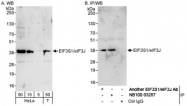 NB100-93287 - EIF3J / EIF3S1