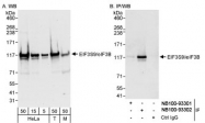 NB100-93301 - EIF3B / EIF3S9