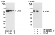NB100-93308 - EIF4B