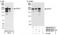 NB100-93317 - EIF4G1 / EIF4F
