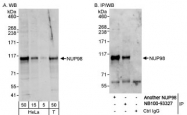 NB100-93327 - NUP98 / ADAR2