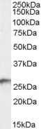 NB100-93379 - BDH2