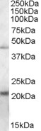 NB100-93457 - TXNDC4 / ERP44