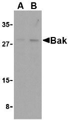 NB100-94297 - Bcl-2-like 7