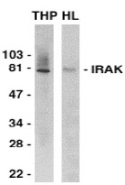 NB100-94363 - IL1RAP