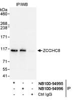 NB100-94995 - ZCCHC8
