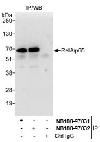 NB100-97831 - RELA / NF-kB p65