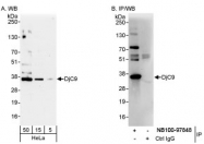 NB100-97848 - DNAJC9