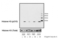 NB100-97852 - Histone H3
